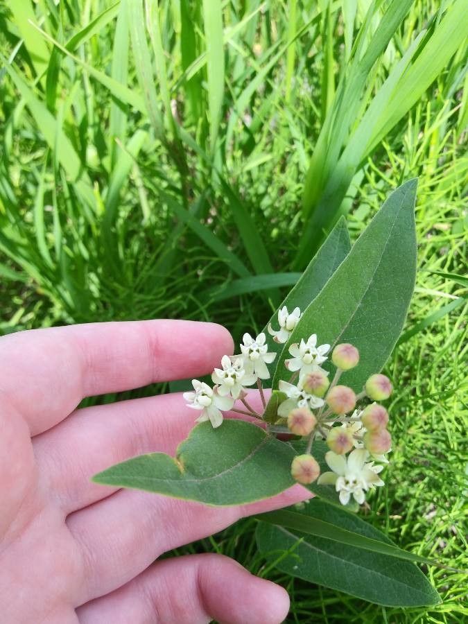 Asclepias ovalifolia flower