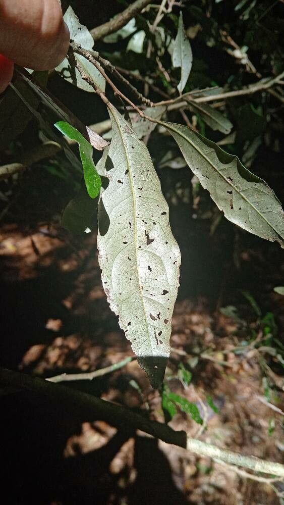 Heritiera trifoliolata leaf