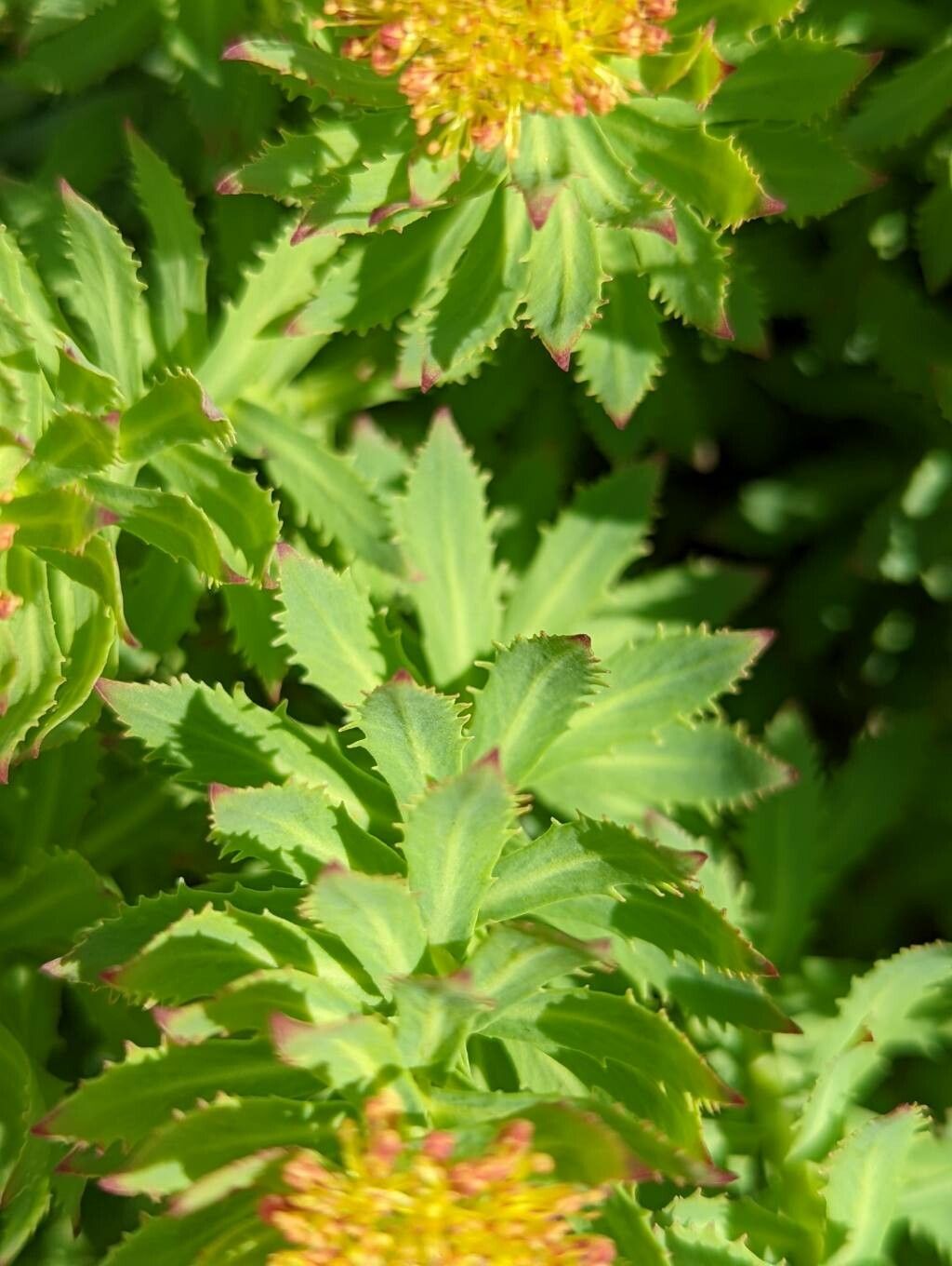 Rhodiola rosea — search result for 'Labrador'