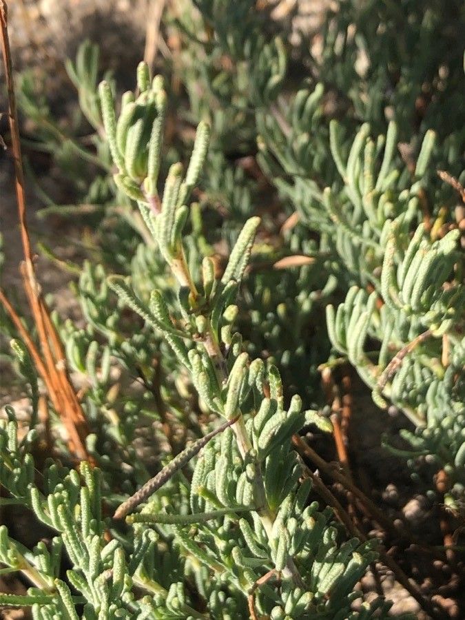 Santolina rosmarinifolia