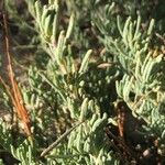 Santolina rosmarinifolia