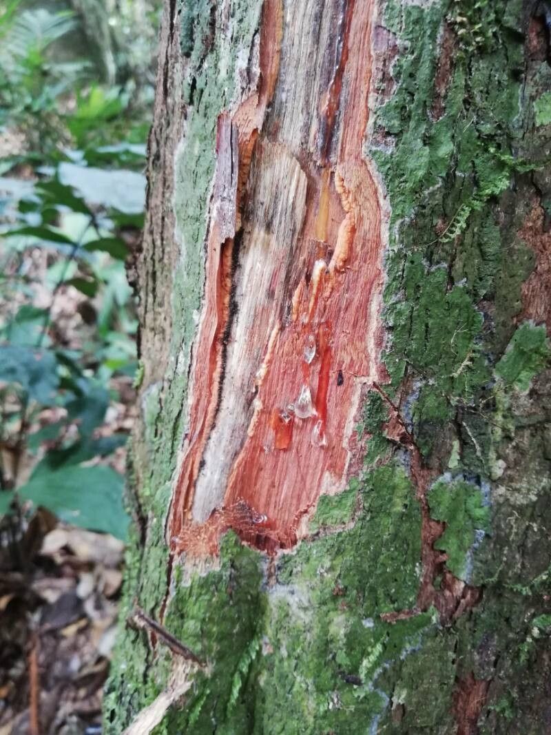 Cleistanthus caudatus bark