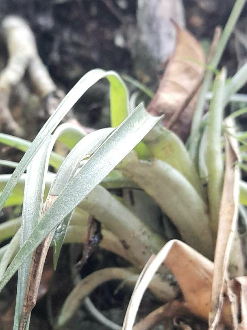 Tillandsia utriculata — search result for 'Bromeliaceae'