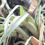 Tillandsia utriculata