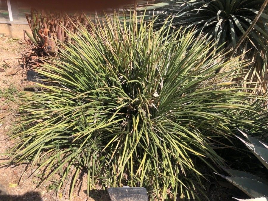 Agave schottii leaf