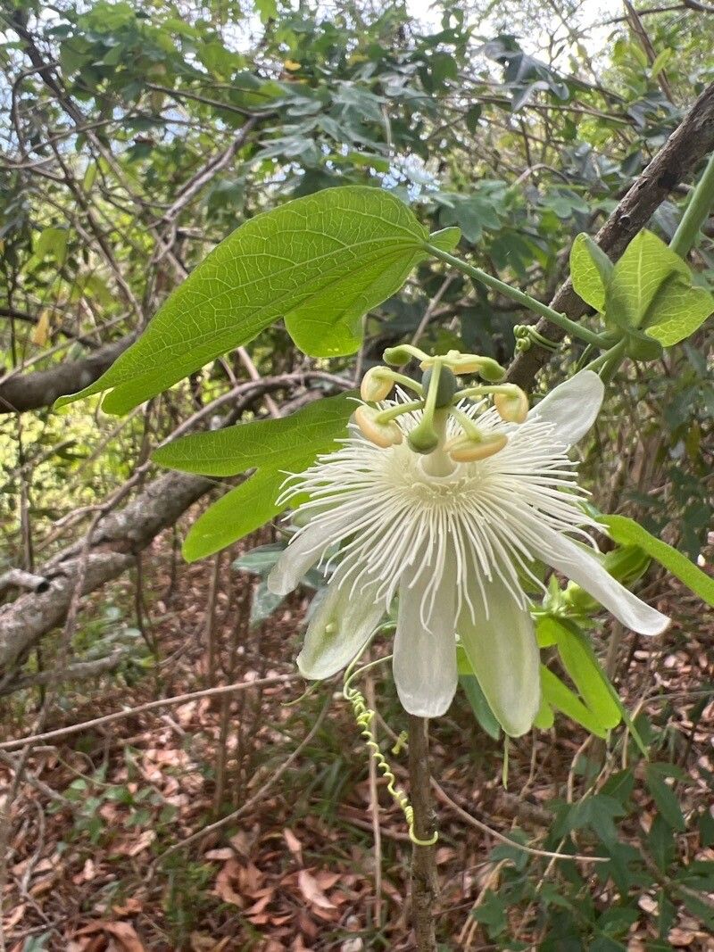Passiflora subpeltata flower