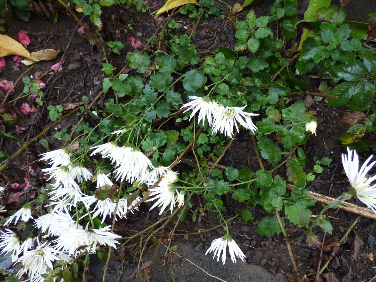 Leucanthemum catalaunicum habit