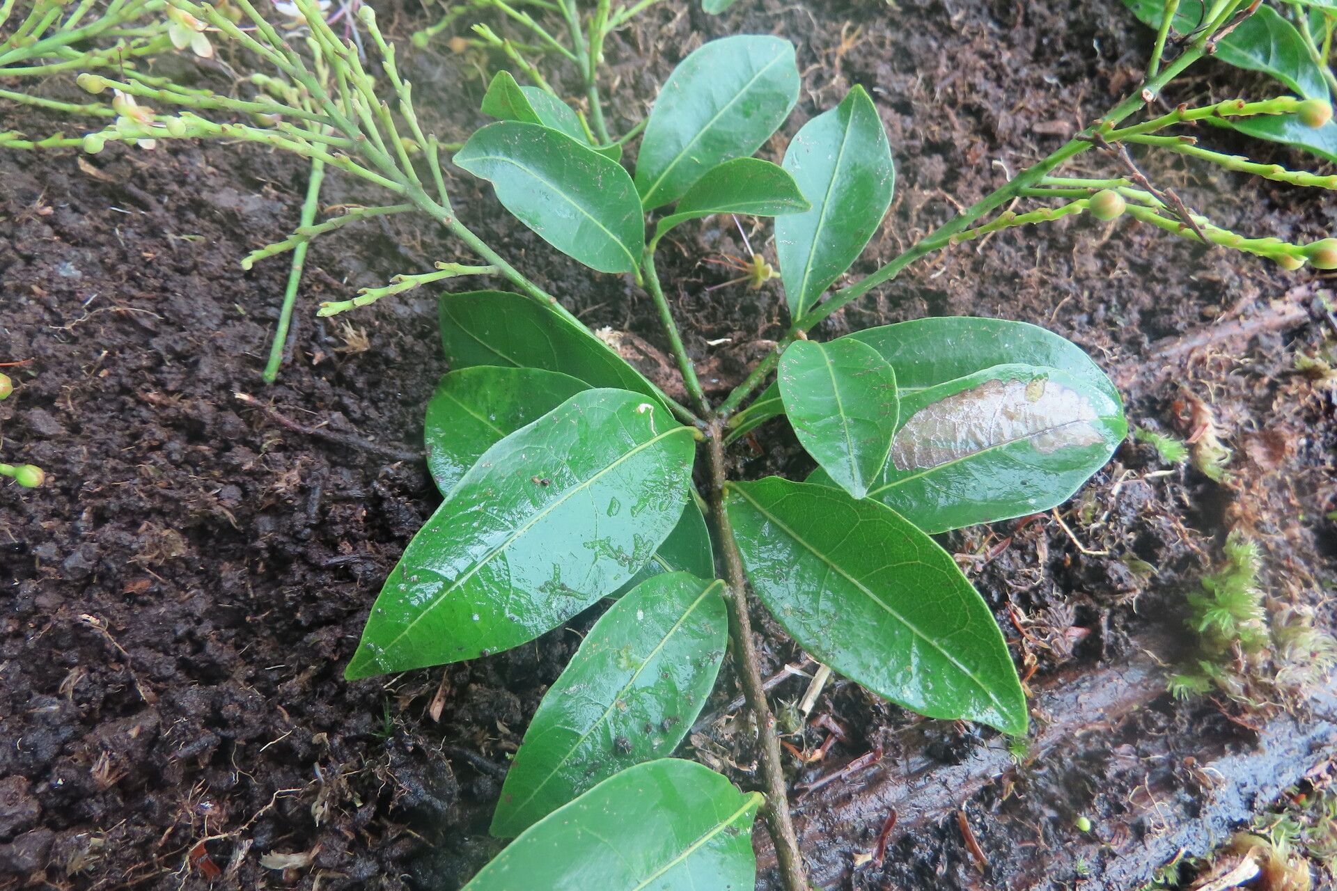 Hirtella triandra leaf