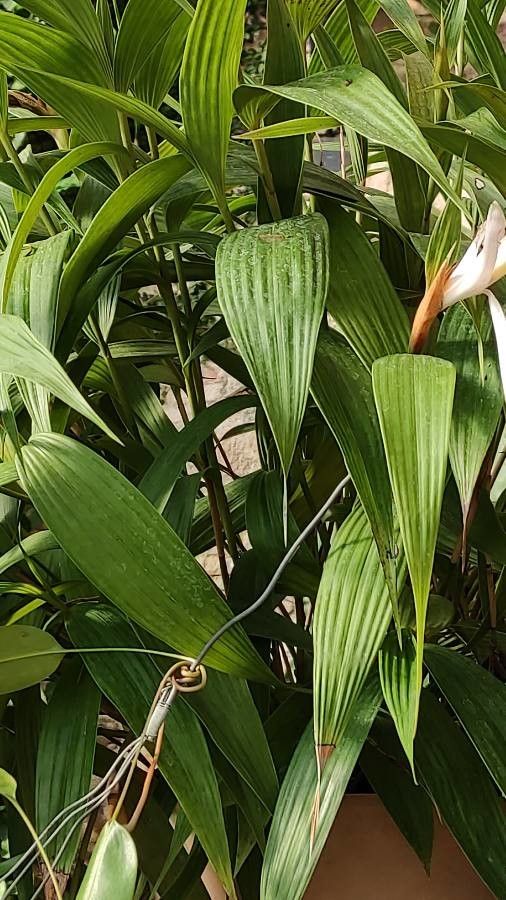 Sobralia macrantha — houseplant care guide