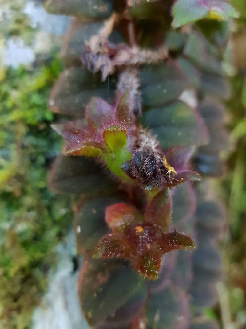 Columnea microcalyx fruit