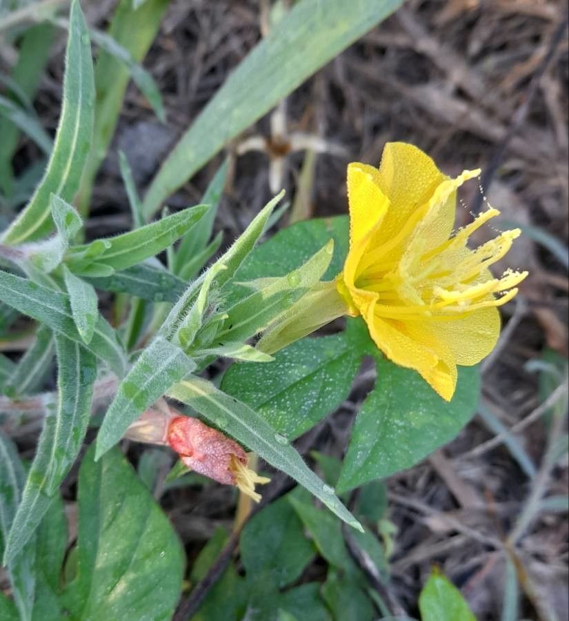 Oenothera mollissima — search result for 'Oenothera'