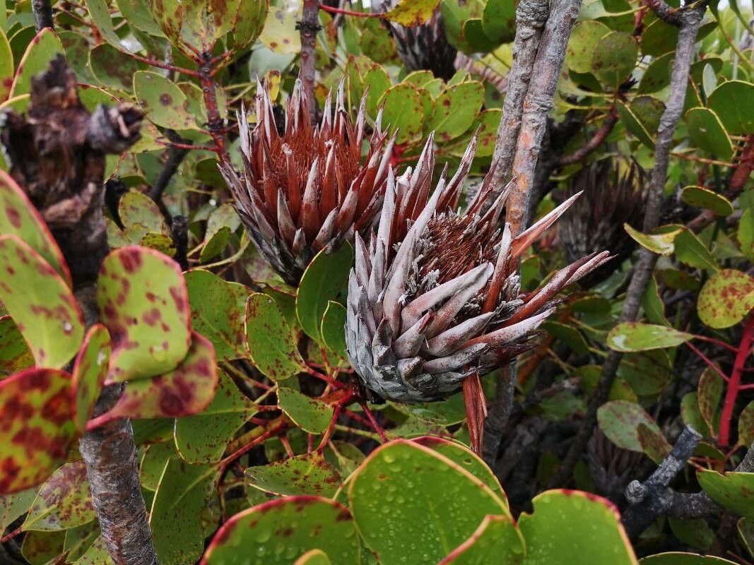 Protea cynaroides fruit