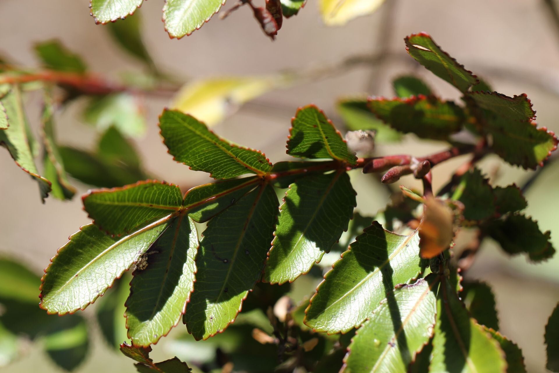 Cunonia aoupiniensis — related species from the same genus