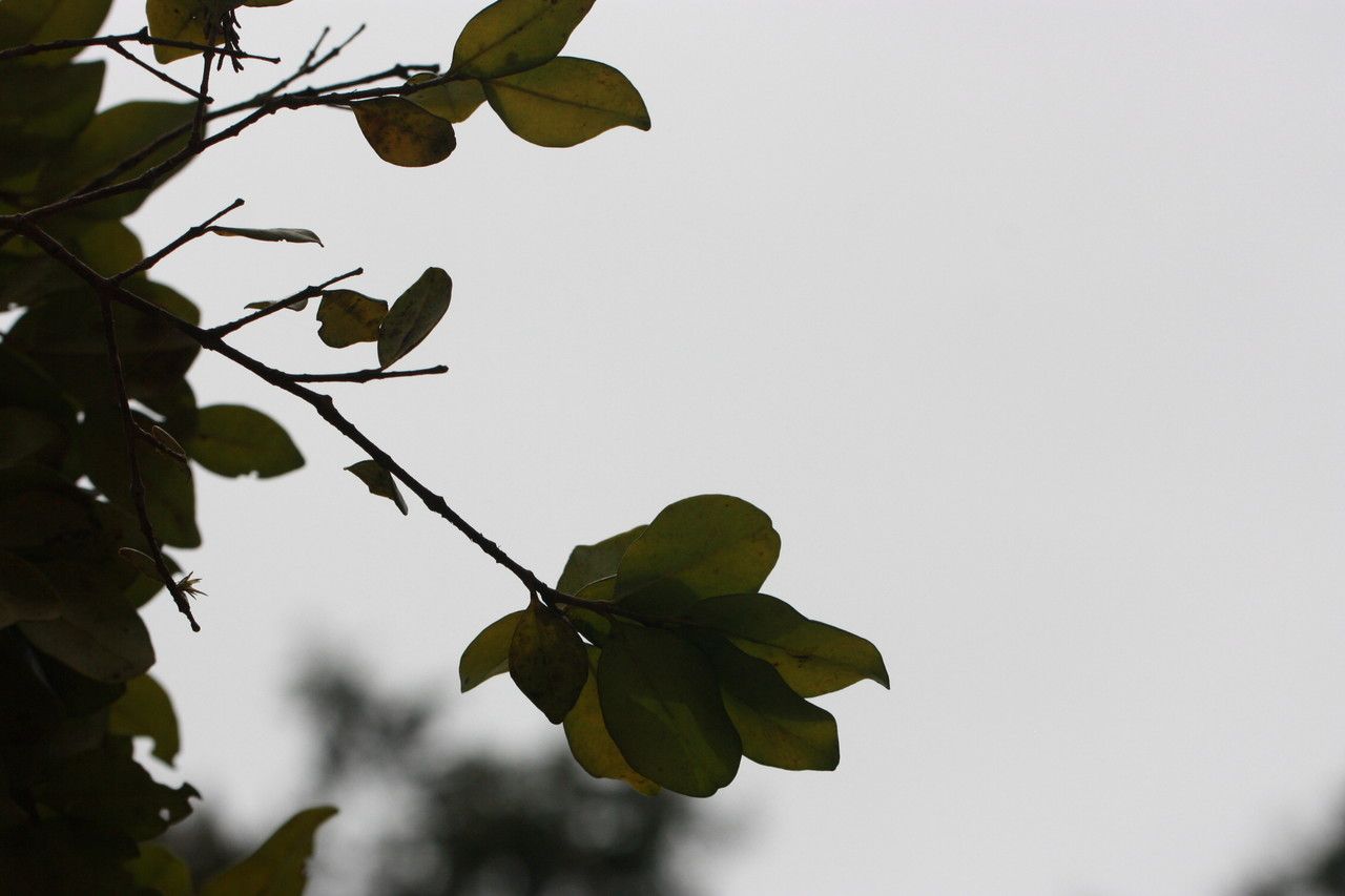 Myrcianthes fragrans other