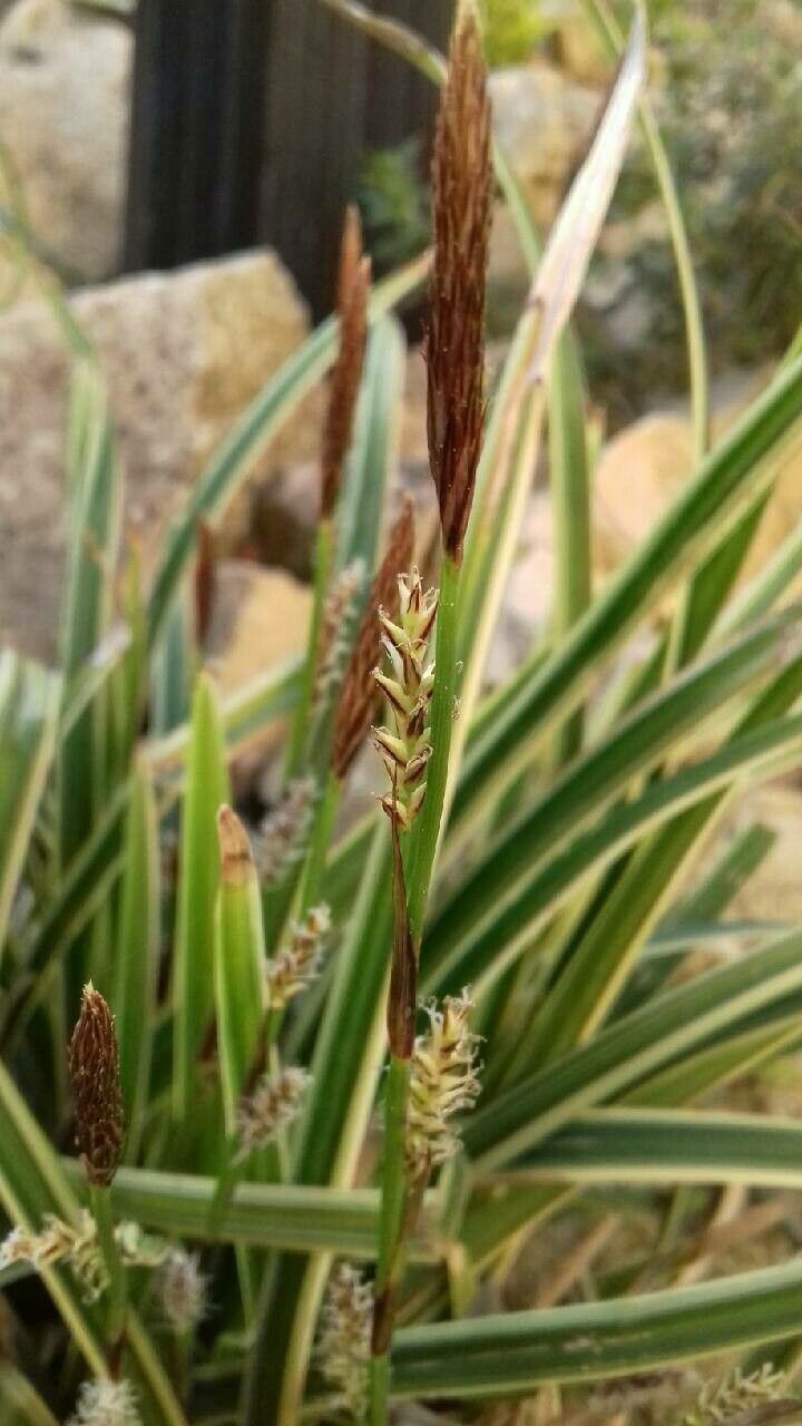 Carex umbrosa flower