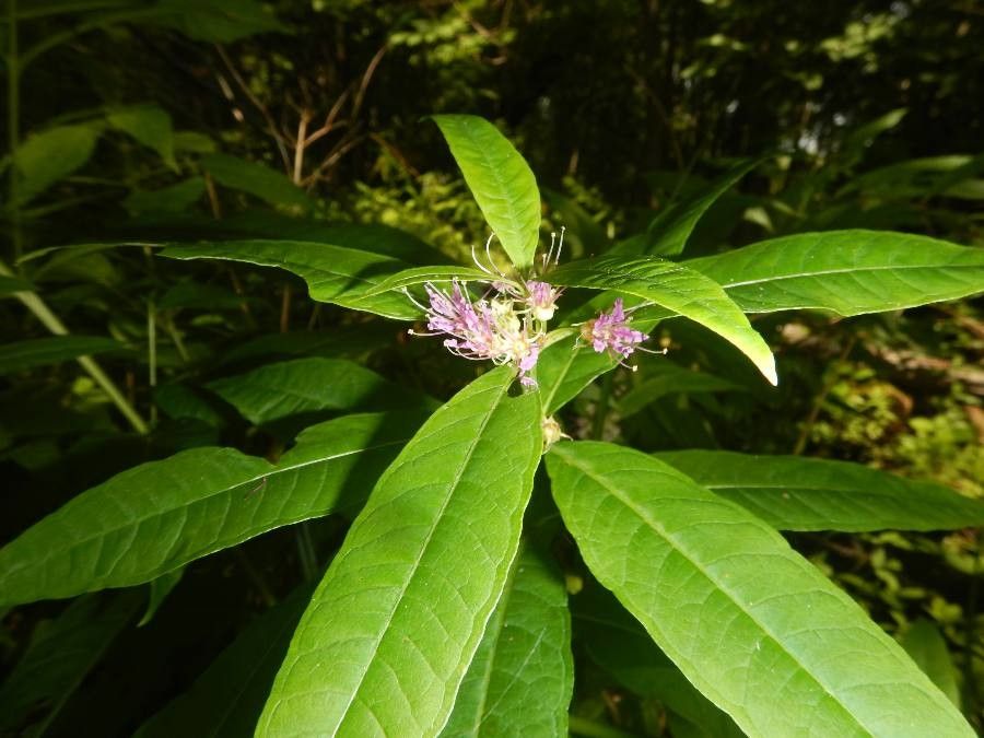 Decodon verticillatus flower