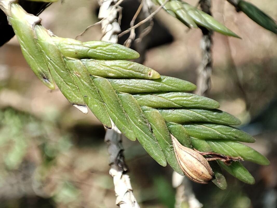 Angraecum podochiloides fruit