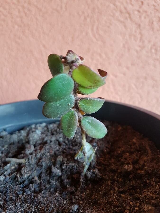 Columnea microphylla — search result for 'Gesneriaceae'