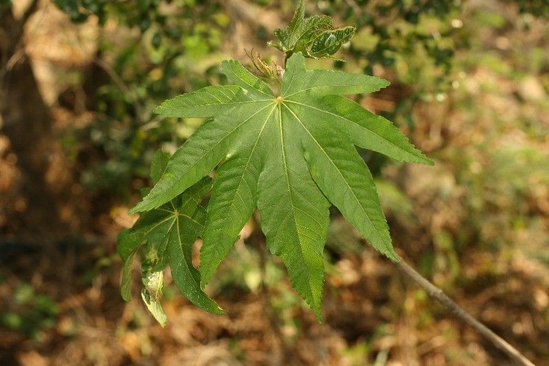 Dombeya acutangula leaf