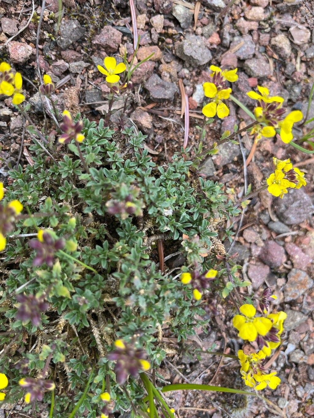 Erysimum pulchellum — houseplant care guide