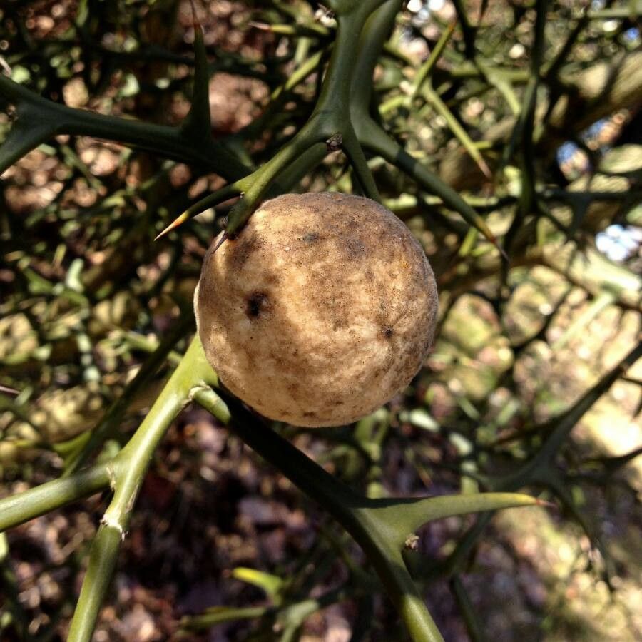 Poncirus trifoliata fruit