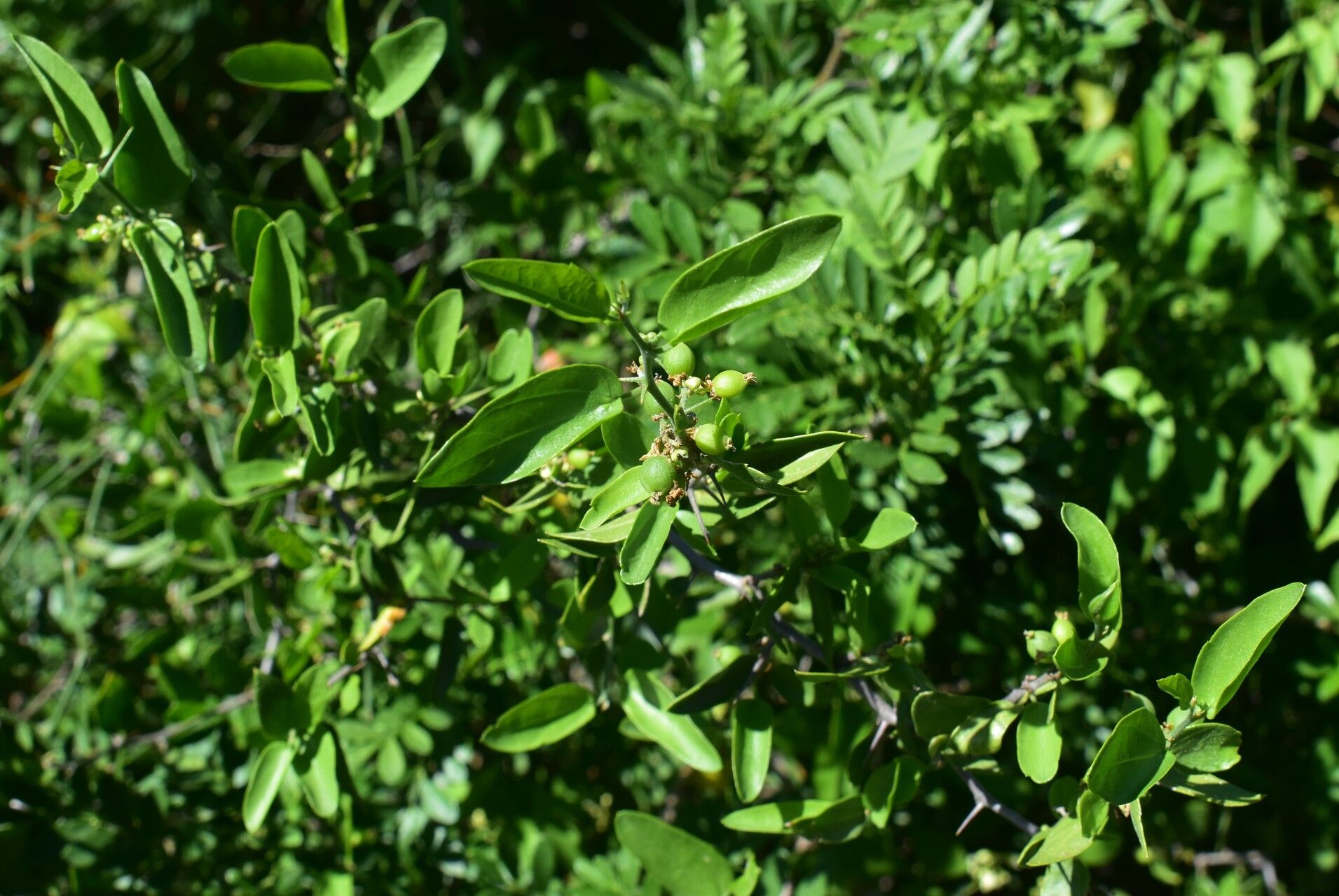 Celtis pallida fruit