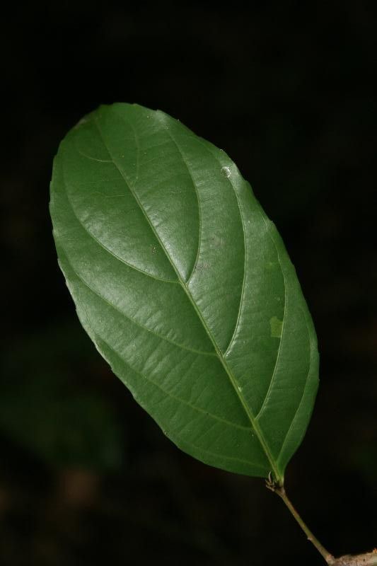 Casearia javitensis — houseplant care guide