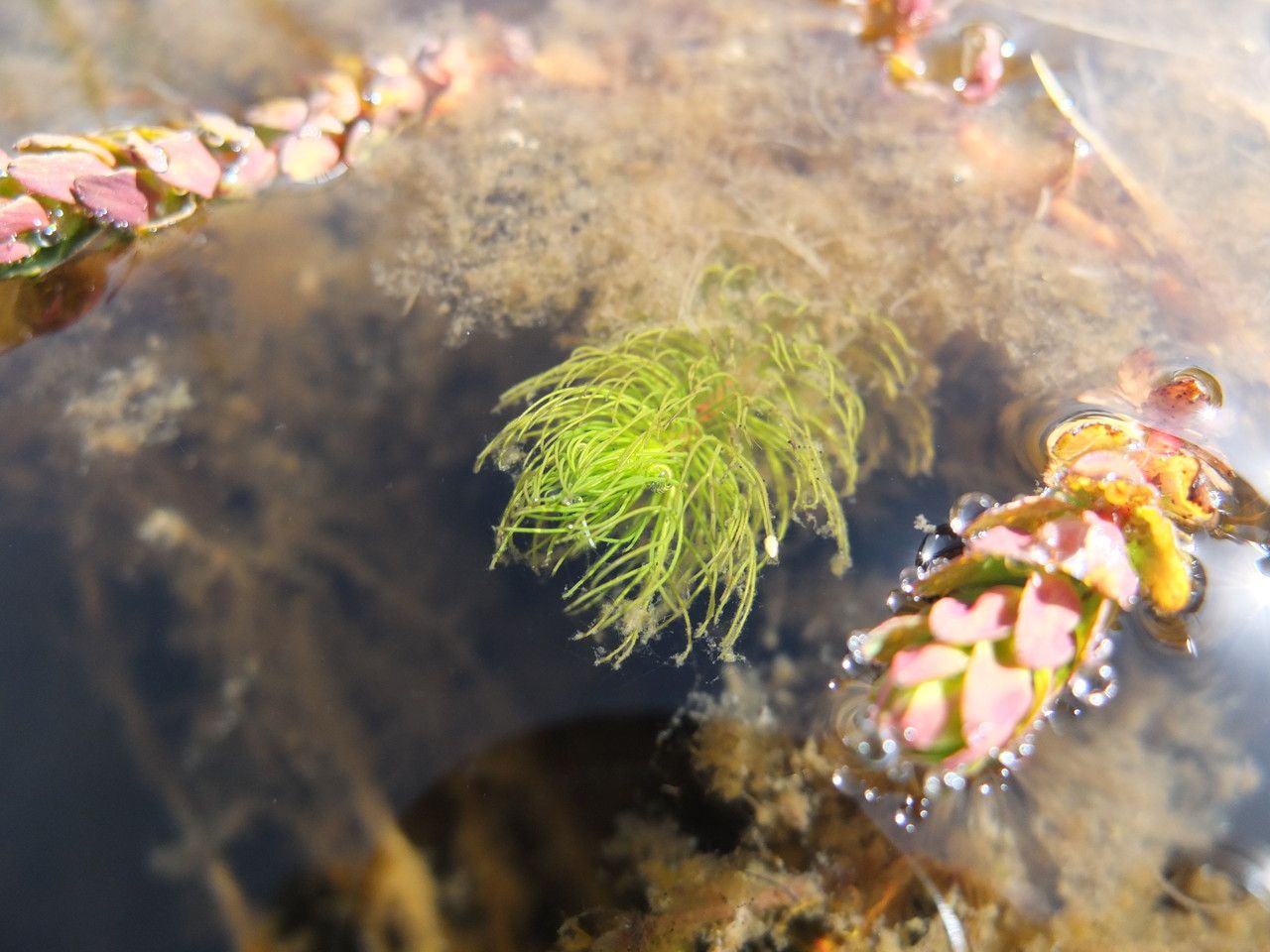 Myriophyllum quitense leaf