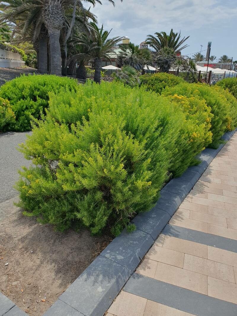 Schizogyne glaberrima habit