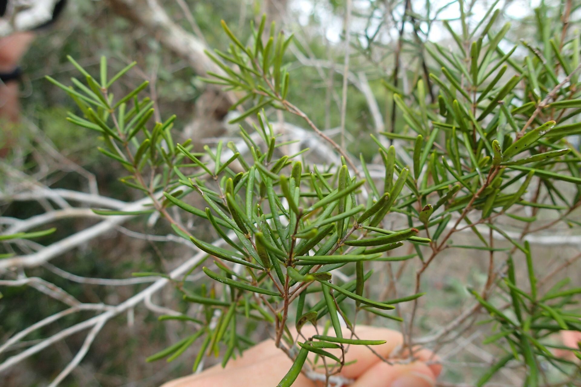 Eugenia ericoides — houseplant care guide