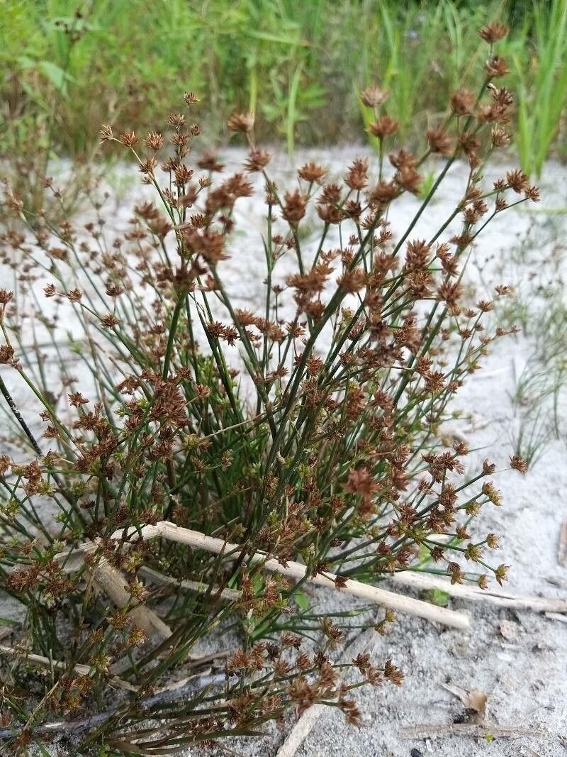 Juncus bulbosus flower