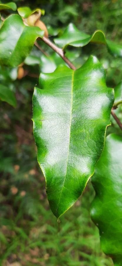 Diospyros glans — houseplant care guide