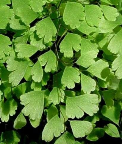 Adiantum grossum — houseplant care guide