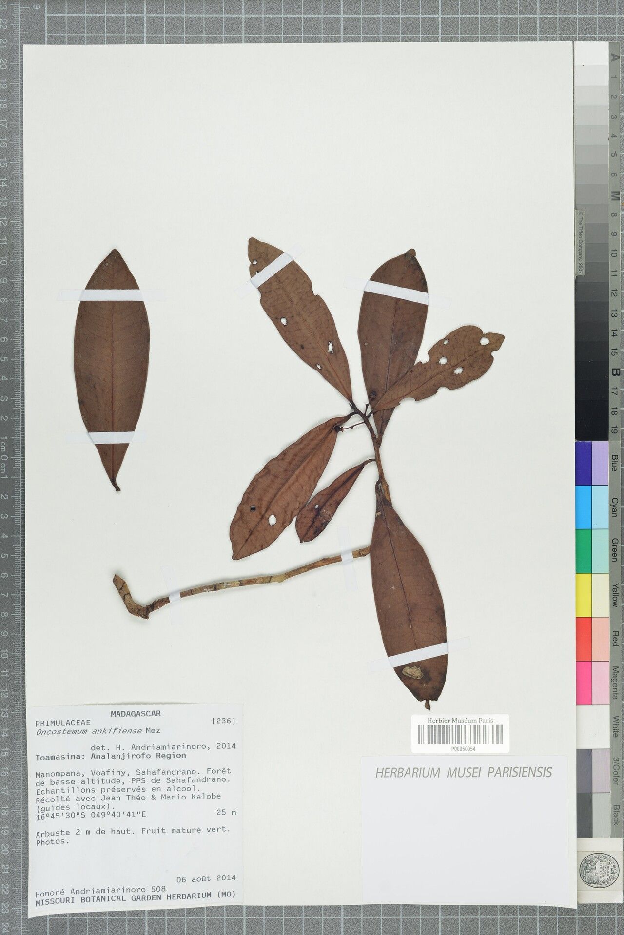 Oncostemum ankifiense — related species from the same genus