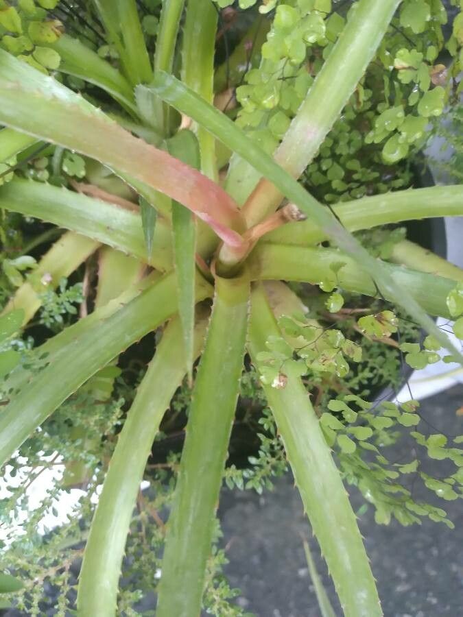 Bromelia karatas leaf