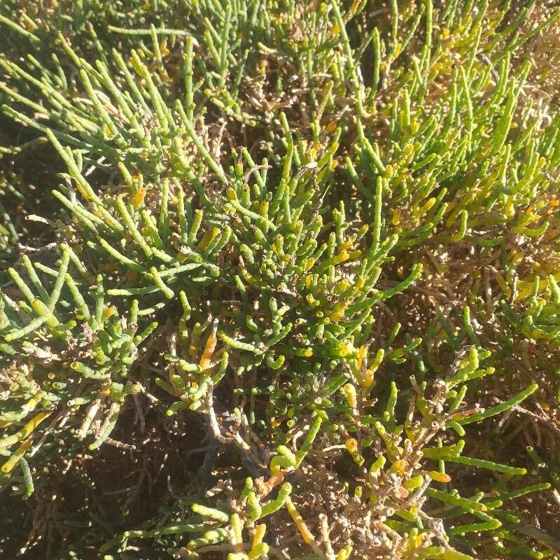 Salicornia alpini — related species from the same genus