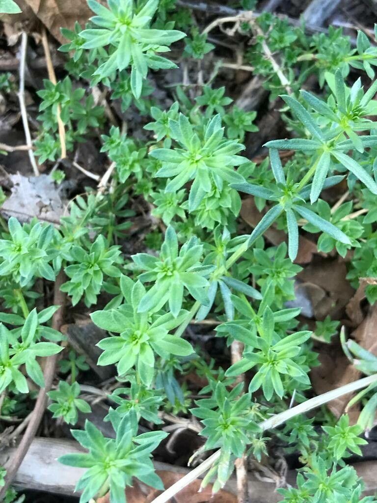 Galium humifusum — search result for 'Belarus'