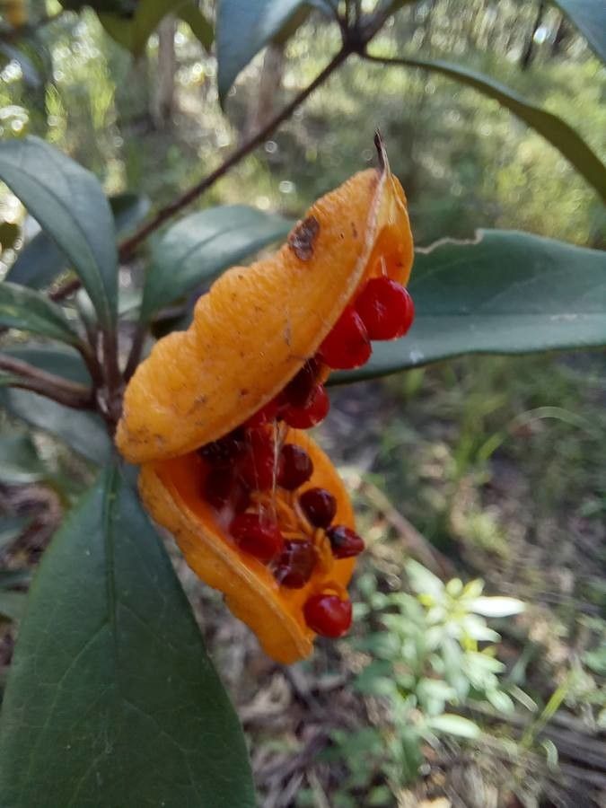 Pittosporum revolutum fruit