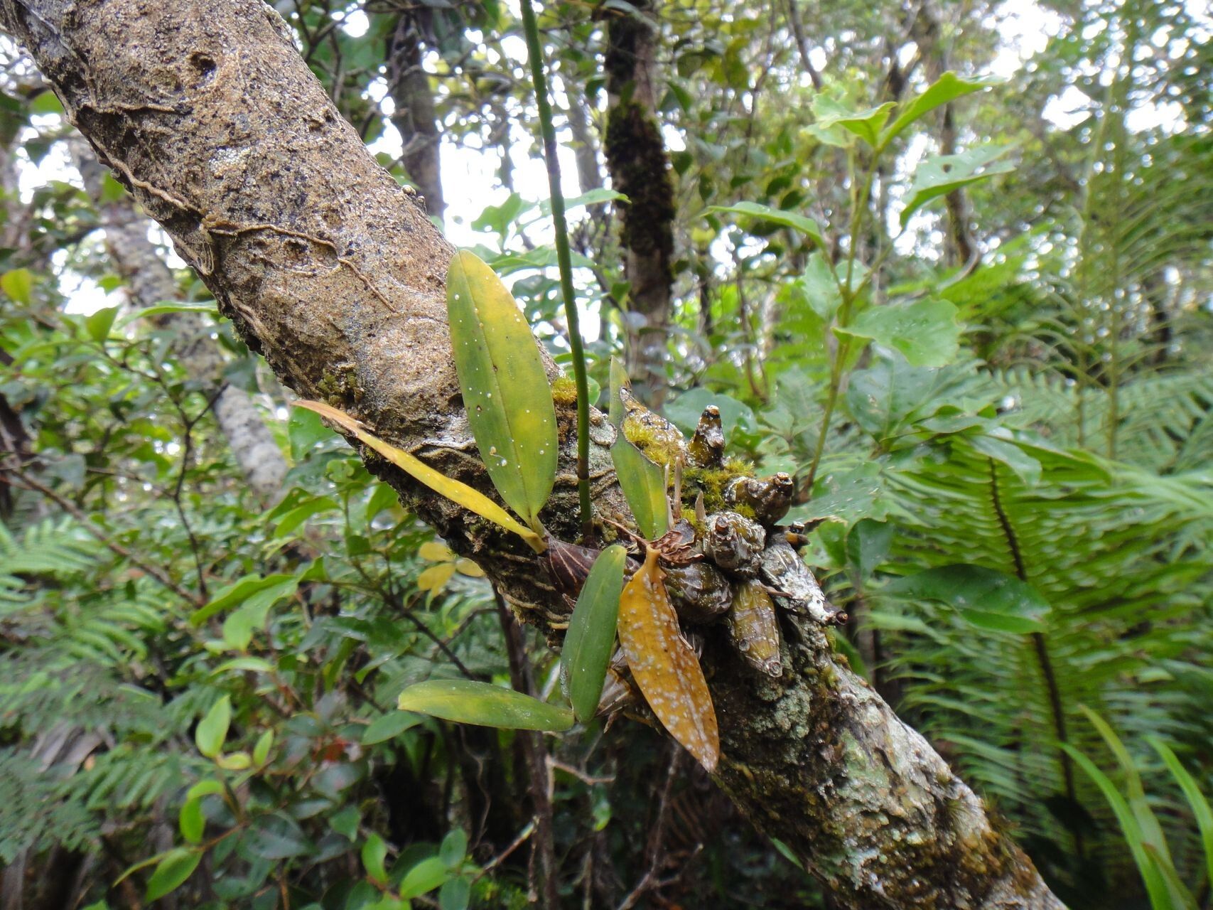 Dendrobium oppositifolium habit