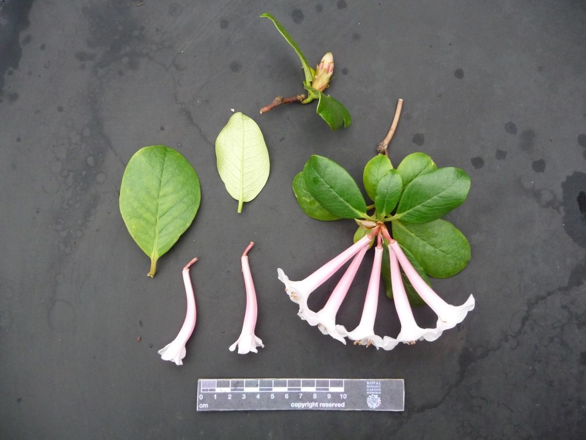 Rhododendron armitii other