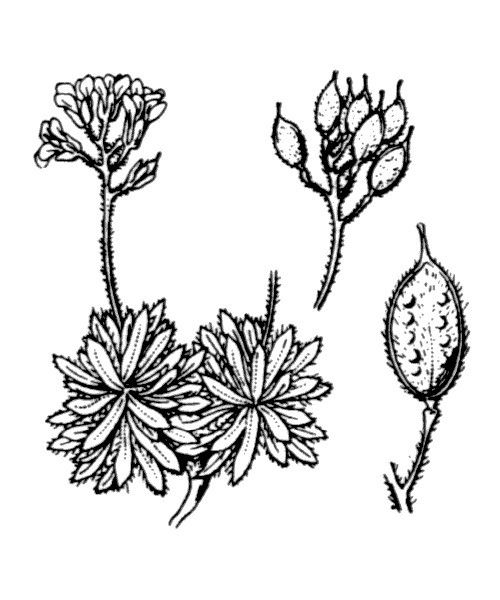 Draba loiseleurii other