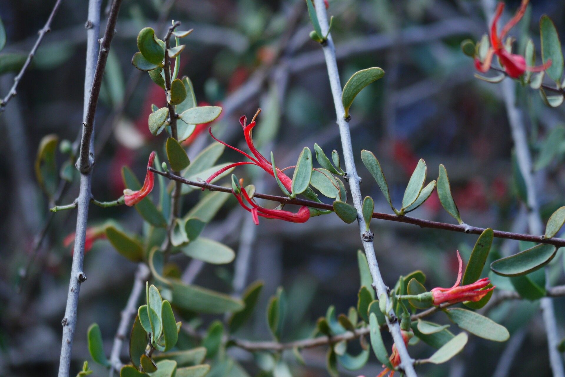 Plicosepalus curviflorus — related species from the same genus