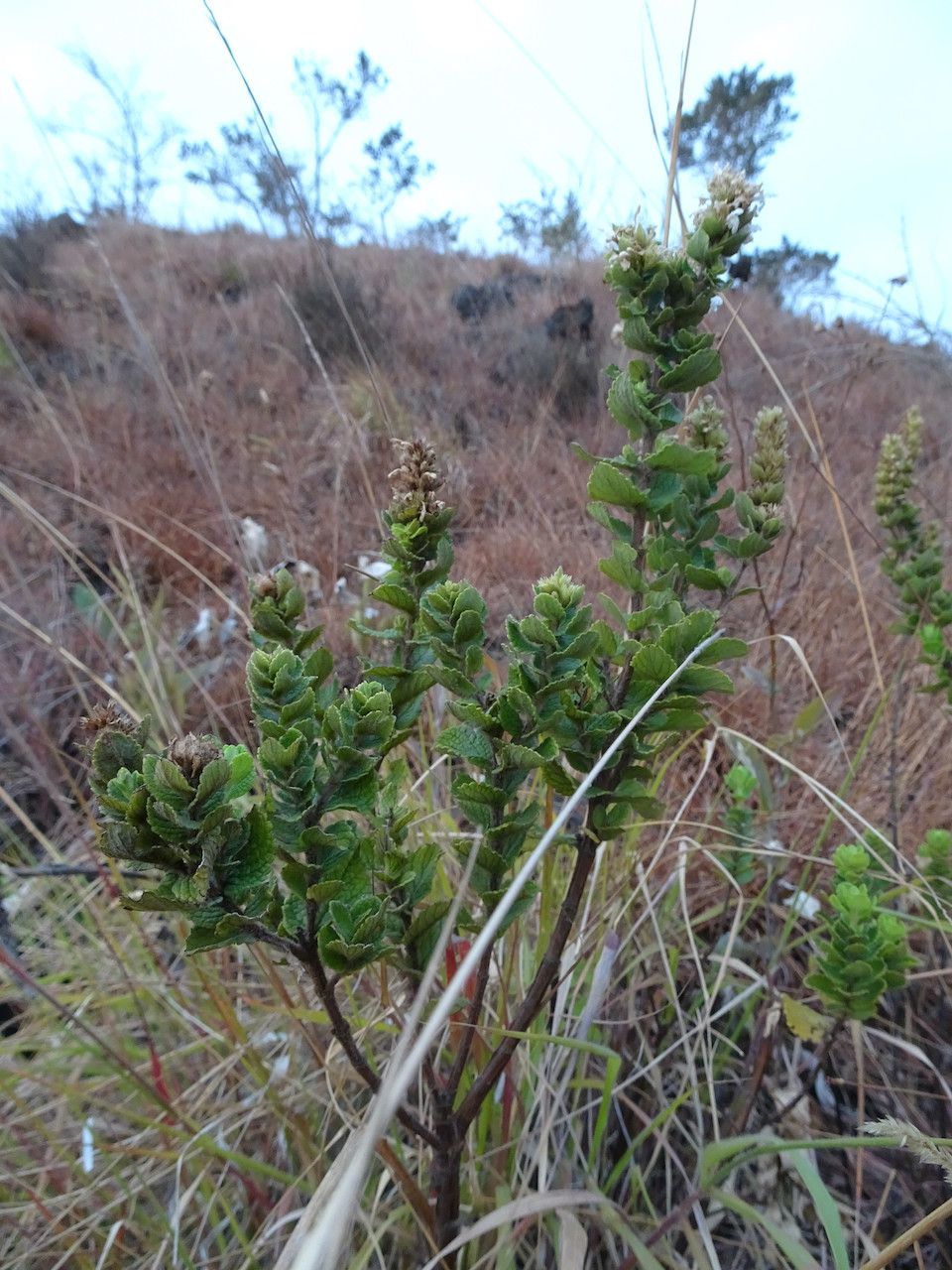 Clinopodium robustum habit