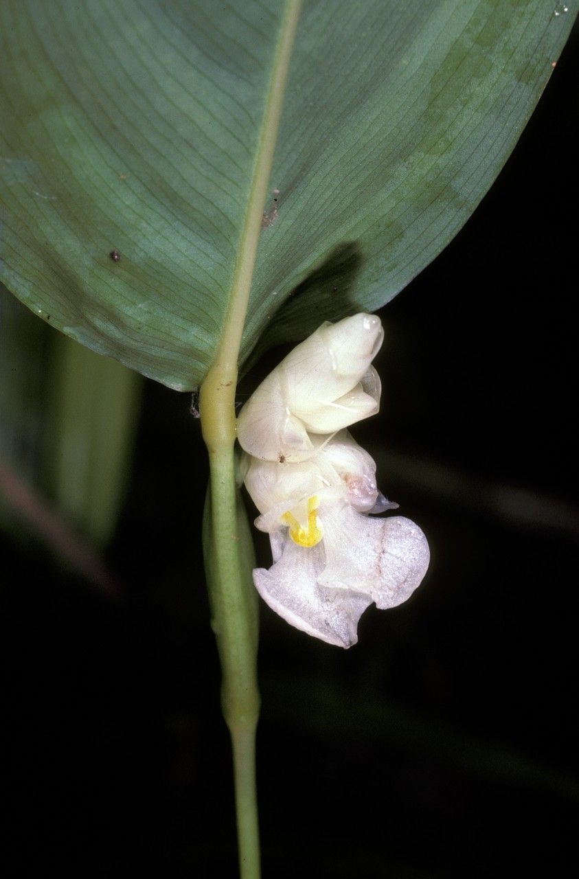 Myrosma cannifolia flower