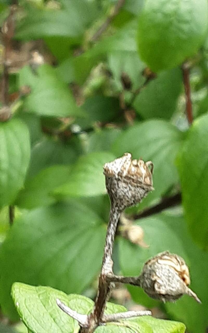 Philadelphus × virginalis fruit