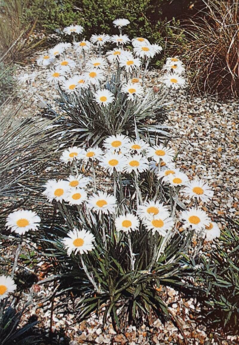 Celmisia rutlandii — houseplant care guide