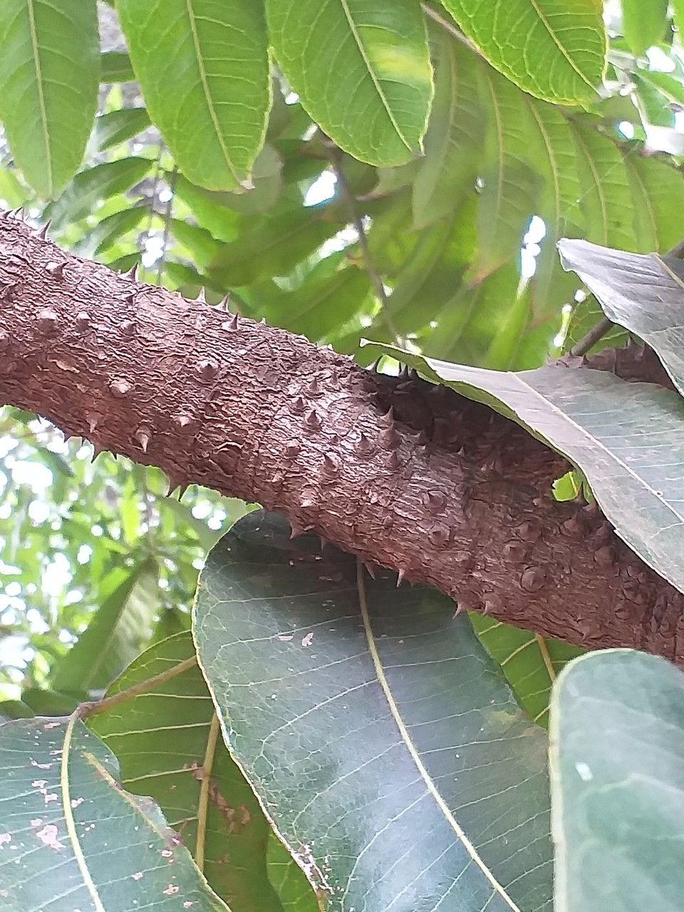 Zanthoxylum usambarense bark