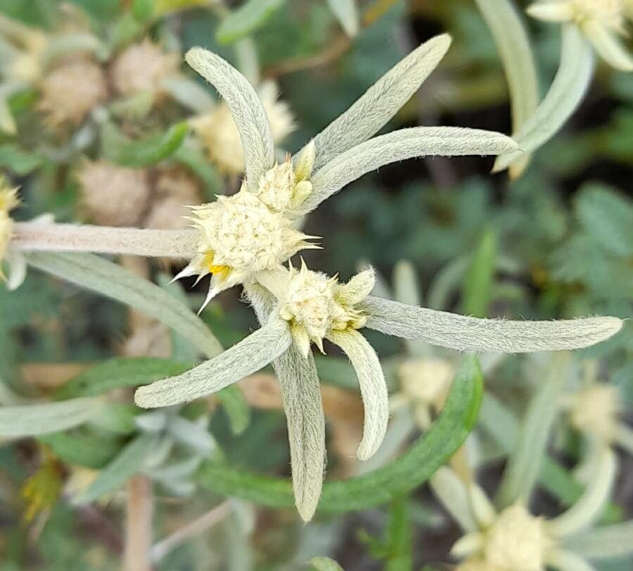 Alternanthera nodifera flower
