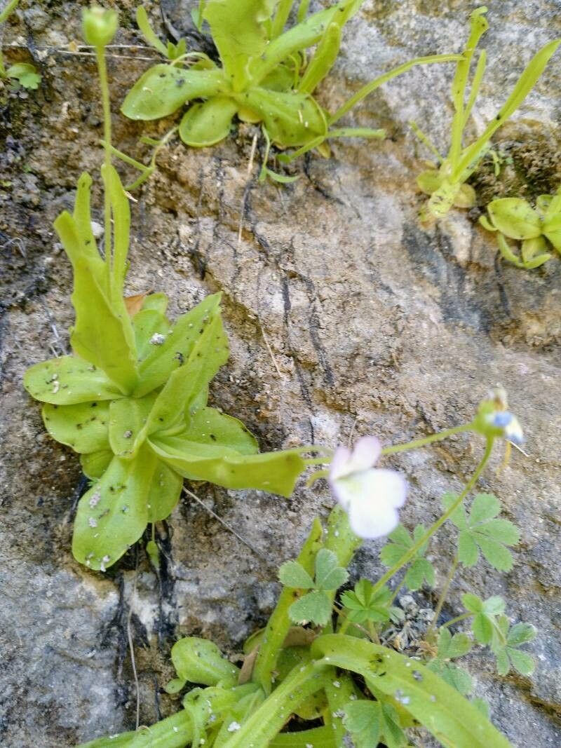Pinguicula vallisneriifolia flower