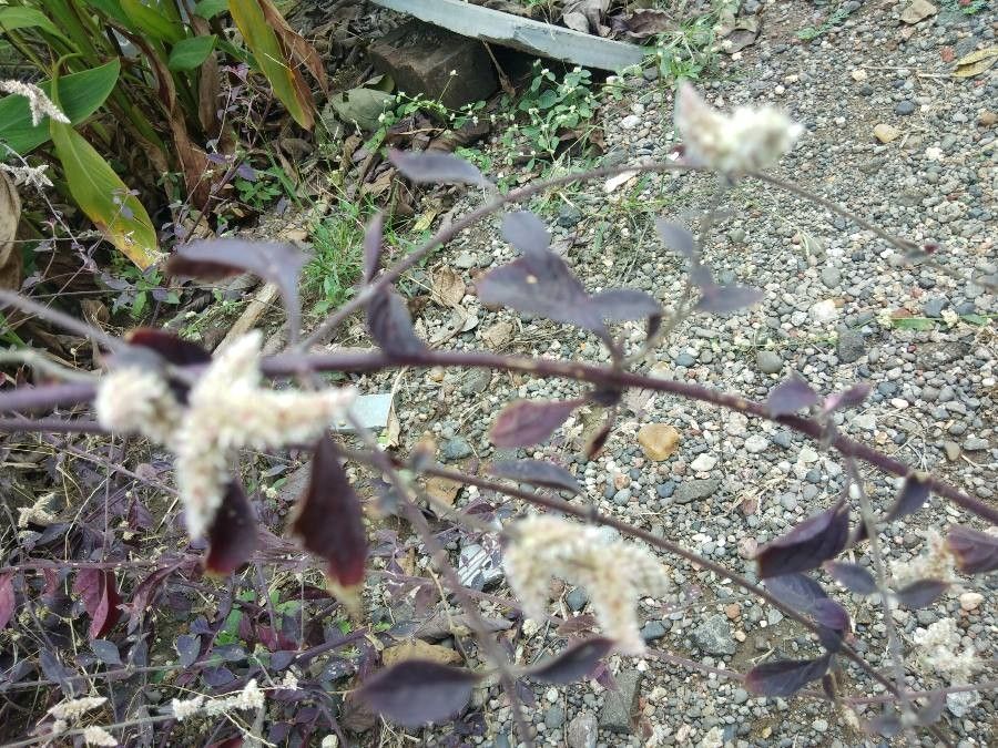 Aerva sanguinolenta leaf